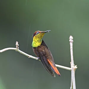 Ruby topaz Hummingbird perched on branch during rainshower Tobago