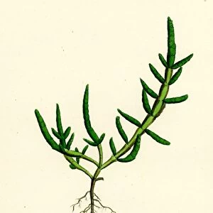 Salicornia herbacea, var. procumbens; Common Marsh-samphire, var. B
