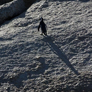 Shadow of a Jackass Penguin, South Africa