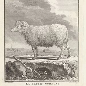 Sheep Le brebis commune title object sheep Barent de Bakker