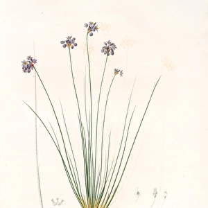 Sowerbaea juncea, Sowerbee jonciforme, Vanilla Lily, Redoute, Pierre Joseph, 1759-1840