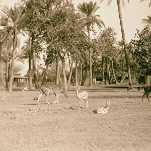 Sudan Khartoum Khartoum Zoo Spotted deer gazelles