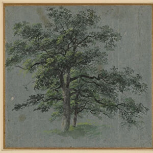 Two Trees recto Tree Studies verso first half 1800s