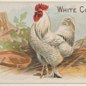 White Cochin Cock Prize Game Chickens series