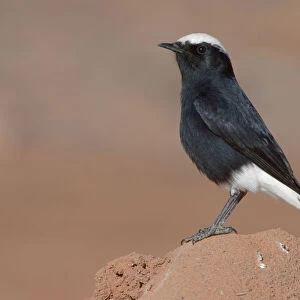 White-crowned Wheatear adult perched, Oenanthe leucopyga