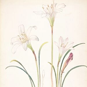 White Lilies March 12 1911 Watercolor brown ink