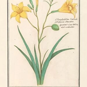 Yellow lily Lilium liliosphodelus Luteus LIliflorus adoratus