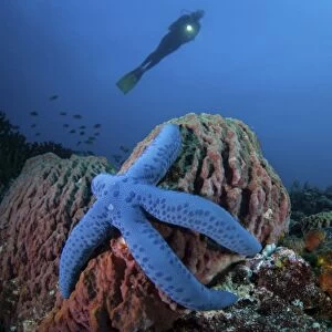 A blue starfish clings to a barrel sponge in Indonesia