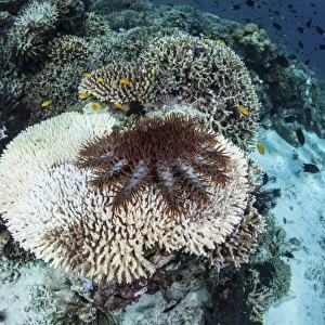 A crown-of-thorns starfish feeds on a table coral