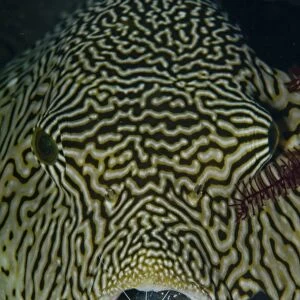 Map pufferfish with red cleaner shrimp, Bali, Indonesia