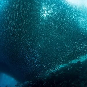 Massive school of millions of sardines