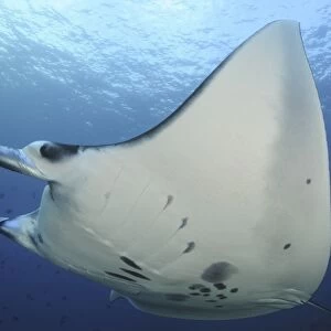 A reef manta ray swimming in Komodo National Park, Indonesia