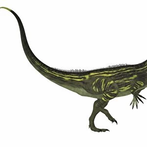 Torvosaurus, a large theropod dinosaur from the Jurassic Period