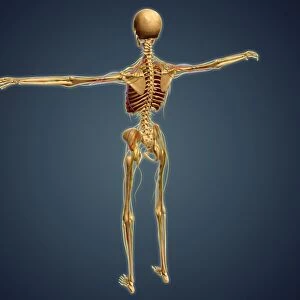 Back view of human skeleton with nervous system, arteries and veins
