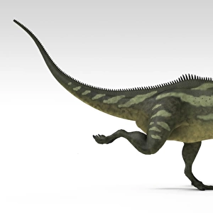 Yangchuanosaurus, dinosaur, white background