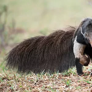 The Giant Anteater