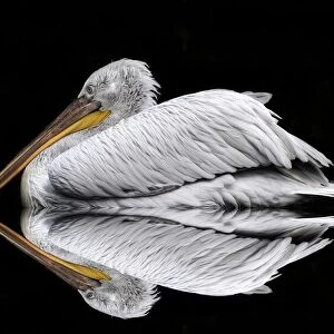 Mirrored the Pelican