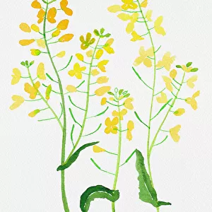Rapeseed or Brassica napus botanical painting