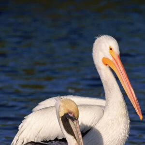 American white & Brown pelican P. occidentalis}, Florida, USA