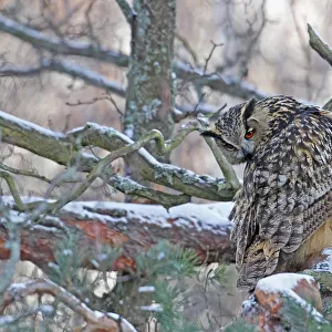 Eagle Owl (Bubo bubo) looking backwards perched in tree in snow, Helsinki, Finland