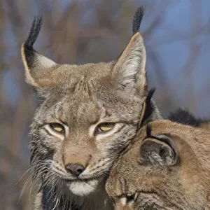Eurasian lynx (Lynx lynx) kitten, aged eight months, nuzzling its mother