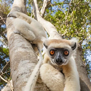 Golden-crowned Sifaka