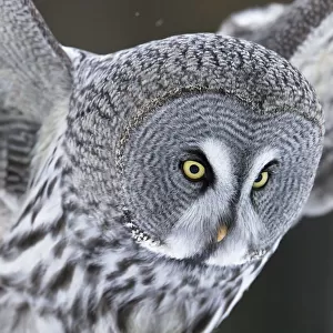 Great grey owl (Strix nebulosa) Kuhmo, Finland, March