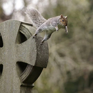 Grey squirrel (Sciurus carolinensis) leaping off a gravestone in a churchyard, near Bristol, UK. November