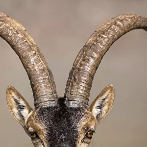 Iberian ibex (Capra pyrenaica), adult male, horns close up. Sierra Nevada National Park, Andalusia, Spain. June