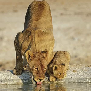 Lions (Panthera leo), female with cub, drinking at waterhole. Etosha National Park, Namibia. August