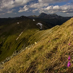 Least primroses (Primula minima) flowering on slope, Liptovske kopi, Western Tatras