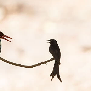 White-throated kingfisher (Halcyon smyrnensis) with Black drongo (Dicrurus macrocercus)