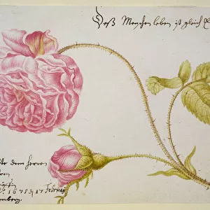 Album sheet with a rose, 1675. Artist: Merian, Maria Sibylla (1647-1717)
