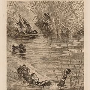 Ducks at play, c. 1870. Creator: Felix Bracquemond (French, 1833-1914)