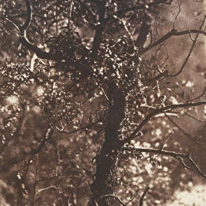 The Fairy Tree at Colinton, 1846. Creators: David Octavius Hill, Robert Adamson