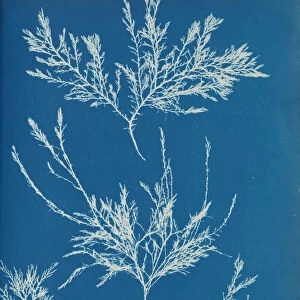 Gelidium rostratum, ca. 1853. Creator: Anna Atkins