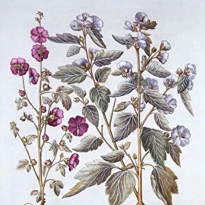 Two Mallow Varieties, from Hortus Eystettensis, by Basil Besler (1561-1629), pub