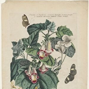 Plantae et Papiliones rariores: Martynia, 1748. Creator: Georg Dionysius Ehret (German, 1708-1770)