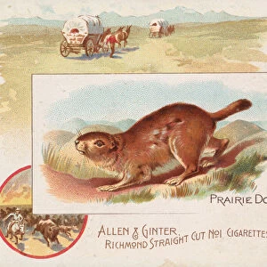 Prairie Dog, from Quadrupeds series (N41) for Allen & Ginter Cigarettes, 1890