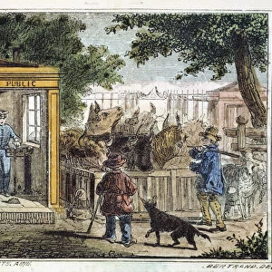 Public weighbridge used to weigh cattle in a market, 1867