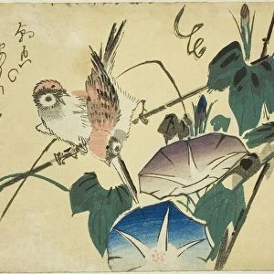 Sparrows and morning glories, 1830s. Creator: Ando Hiroshige