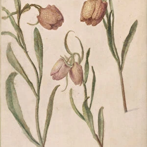 Study of Three Fritillaries, 1683. Creator: Herman Saftleven the Younger