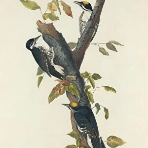 Three-Toed Woodpecker, 1832. Creator: Robert Havell