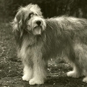Bearded Collie / Bluepeter