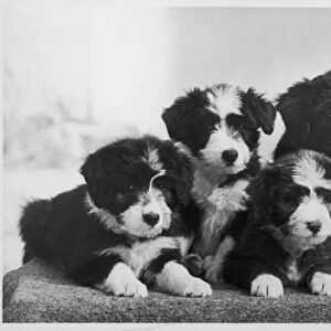 Bearded Collie / Puppies