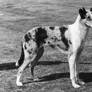 Fall / Smooth Collie / 1961