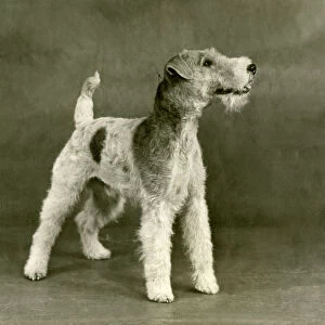 Fall / Wire Fox Terrier / 47