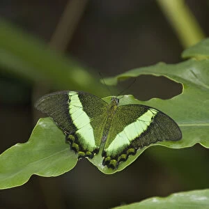 Butterfly On A Green Leaf; Niagara Falls, Ontario, Canada