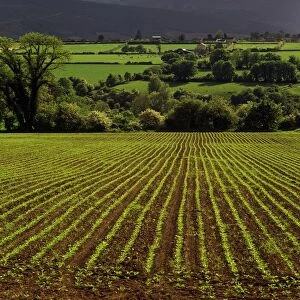 Field, Ireland