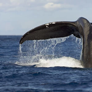 Hawaii, Lanai, Tail of a humpback whale (Megaptera novaeangliae)